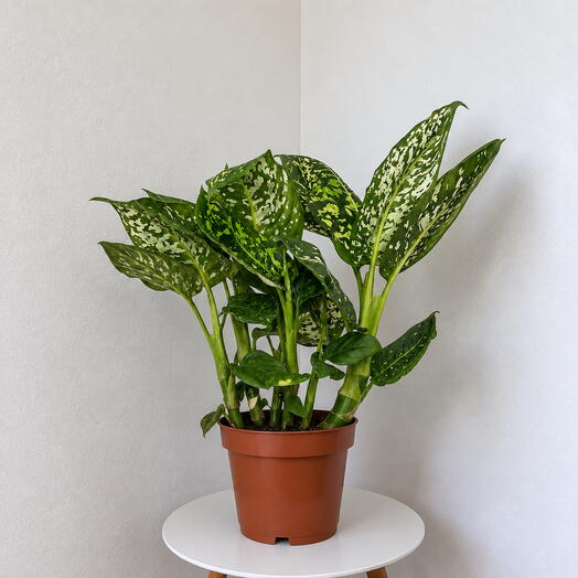 Dieffenbachia ‘Reflector  – Striking Tropical Foliage