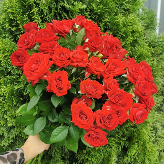 Ред демешн 15🌹