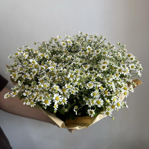 Пачка ромашки кустовой , 25 шт