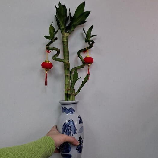 Бамбук в вазе