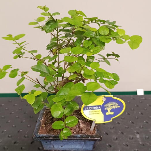 Бонсай (Sageretia)