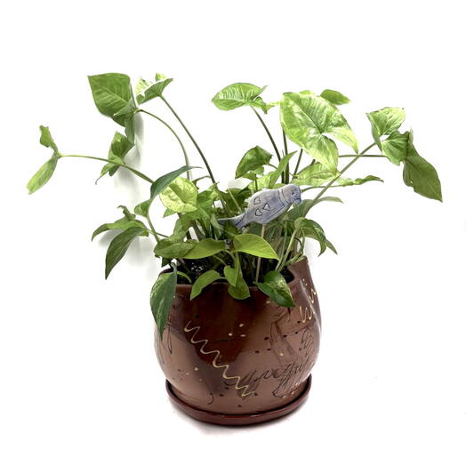 Композиция «Синяя птица». Сингониум и Эпипремнум (Syngonium, Epipremnum)