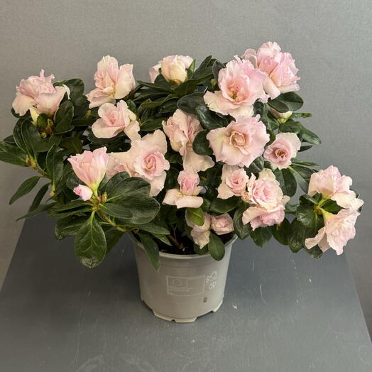Роскошная розовая Азалия 💗