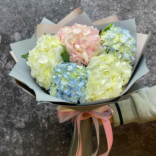 5 гортензий микс в упаковке 1251f