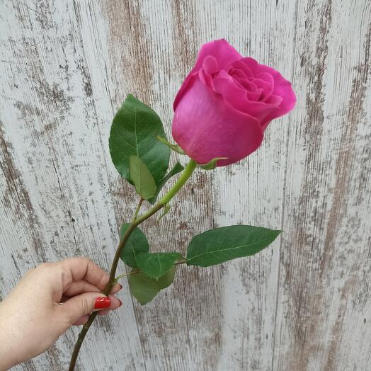 Роза пинк флоид