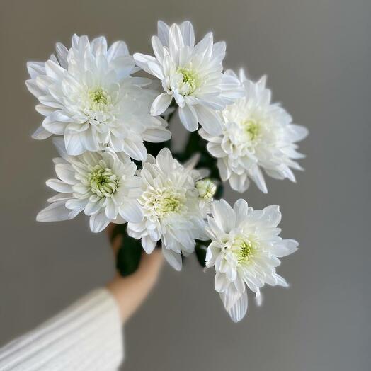 Chrysanthemums