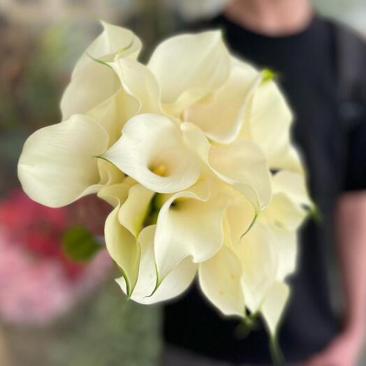 Калла белая
