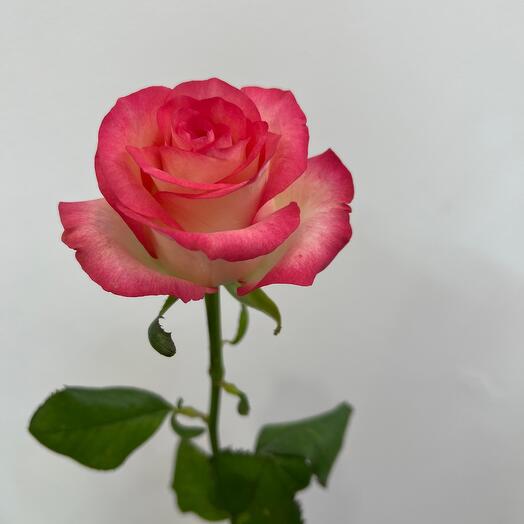 Rose Jumila