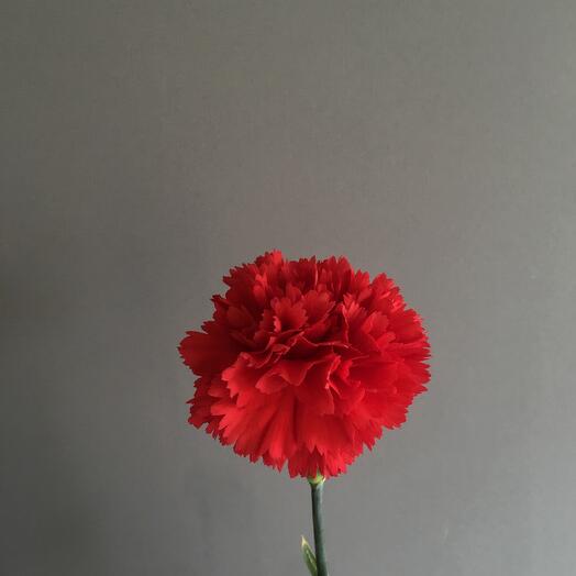 Clavel rojo