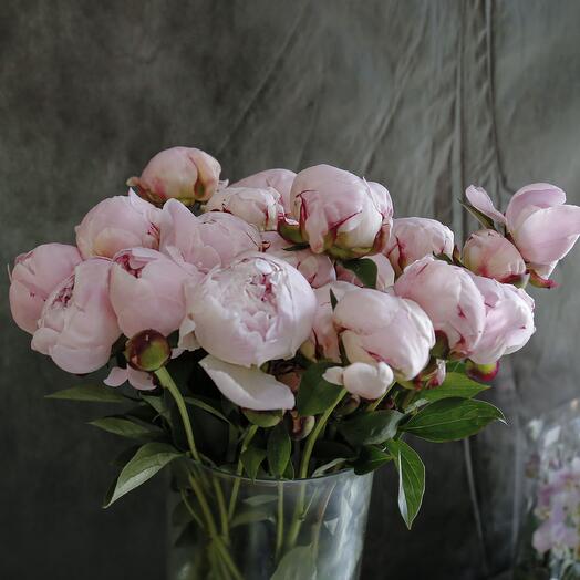 Peony varietal Sarah Bernhardt