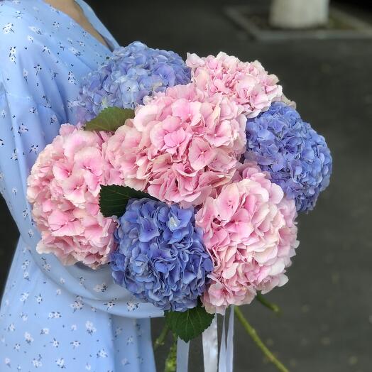 Микс голландских гортензий