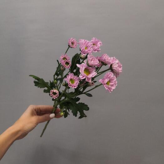 Santini rosa
