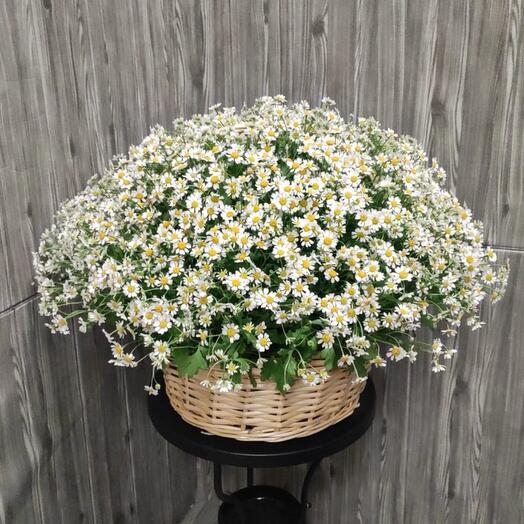 Basket of 51 bush chamomile