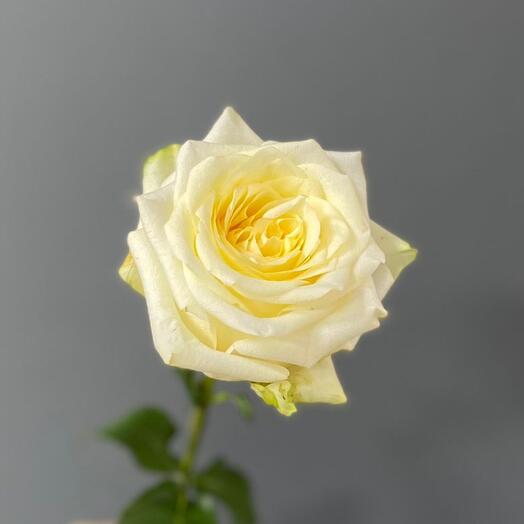 Rosa peonía Candelight 50cm