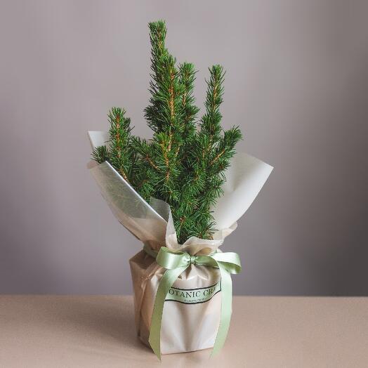 Ель канадская (карликовая ёлочка на Новый год)