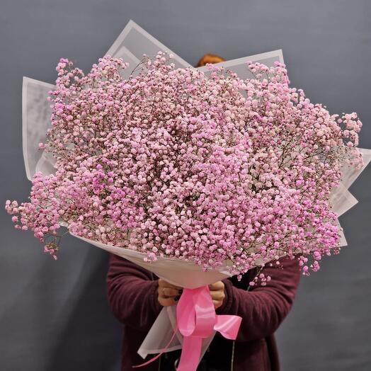 Gypsophila
