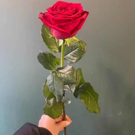 Rosa roja