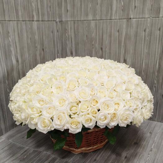 Basket of 201 white roses