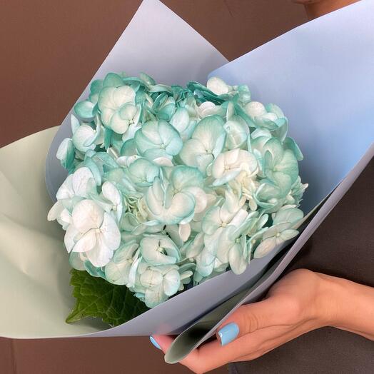Hortensia turquesa