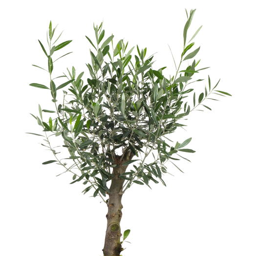 Olive Tree in Plastic Pot