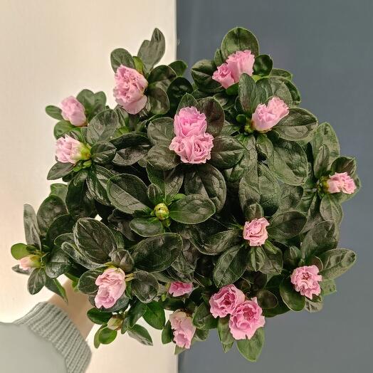 Азалия Кустовая розовая