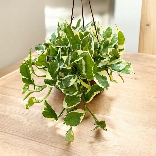 Manjula Pothos