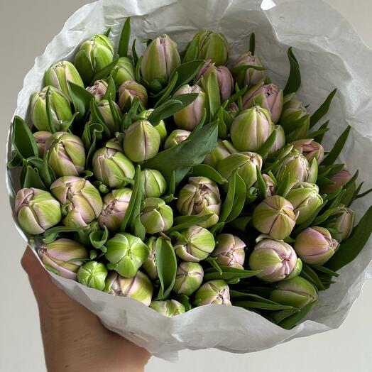 Tulips violet 45 stems