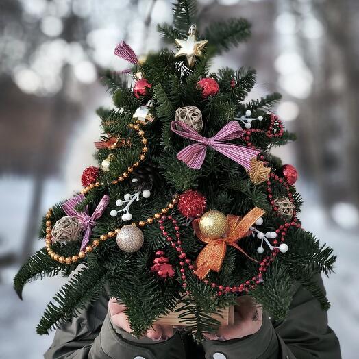 Хвойная живая ель