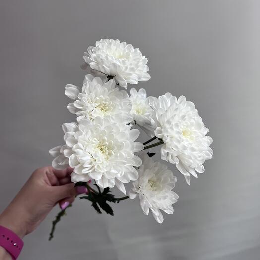 Bush chrysanthemum of Altai variety