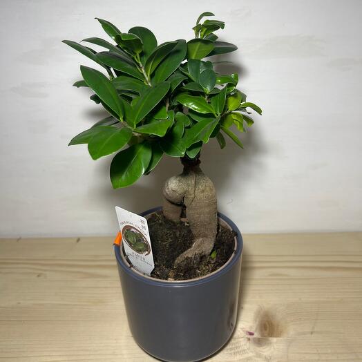 Фикус гинсенг в кашпо