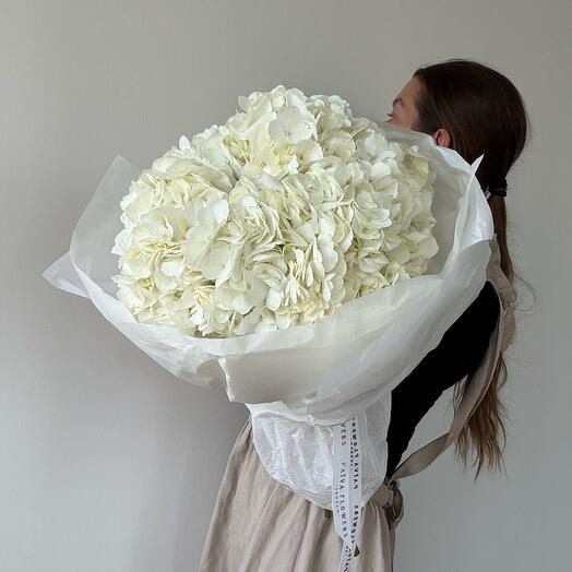 White hortensia 7 flowers