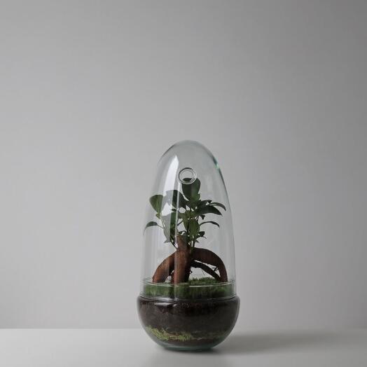 Ficus microcarpa Shell mini