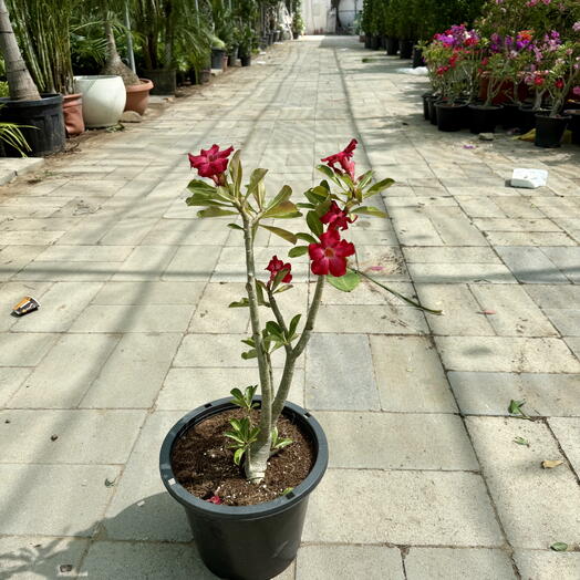 Adenium Obesum Red