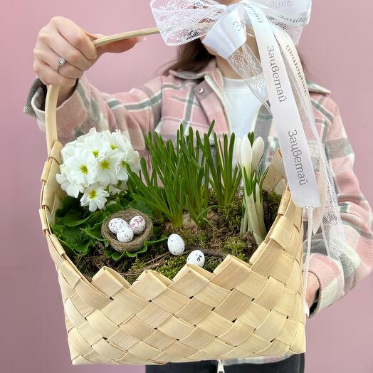 Композиция из луковичных первоцветов и примулы