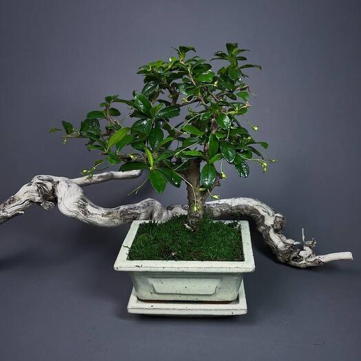 Кармона - цветущее деревце в стиле бонсай в керамическом кашпо