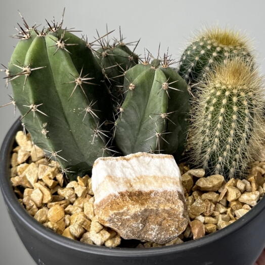 Composicion interior con el cactus numero 2