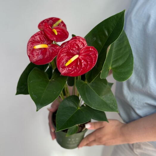 Антуриум🪴