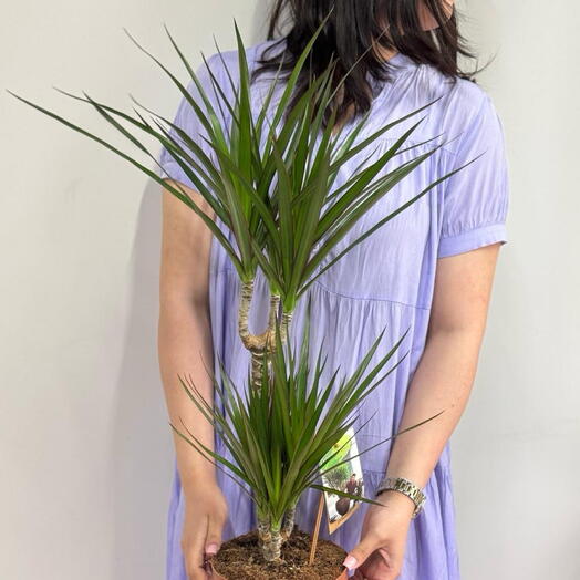 Драцена Маргината 17/75