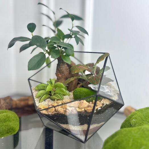 Флорариум с Фикусом Бонсай🌱, подарок на последний звонок