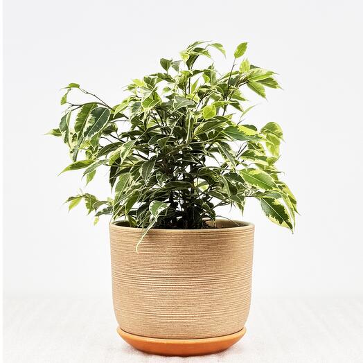 Фикус Бенджамина Кинки в кремовом керамическом горшке с поддоном, высота 30-35см