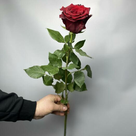 Бордовая роза  Эксплорер 60 см