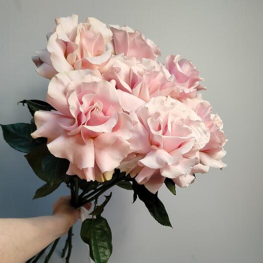 Французская Роза PINK MONDIAL 🩷