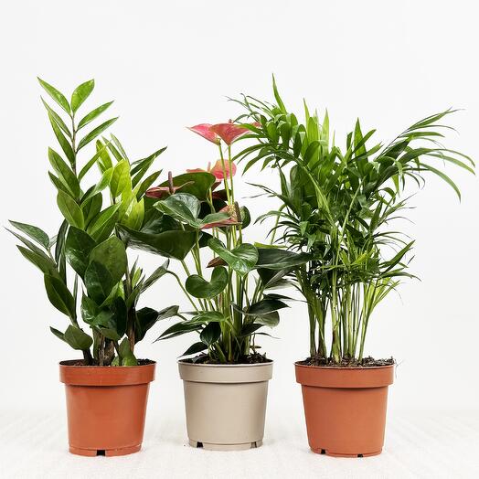 Набор - 3 растения: Замиокулькас, Антуриум Розовый, Хамедорея высота 35-40см