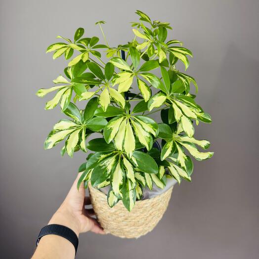 Шеффлера пестролистная в плетеной корзине