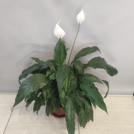 Спацифиллум