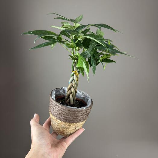 Пахира в плетеной корзине🪴