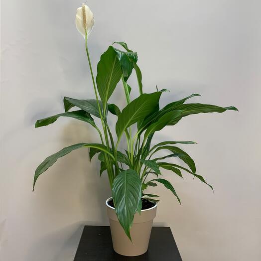 Спатифиллум в пластиковом кашпо