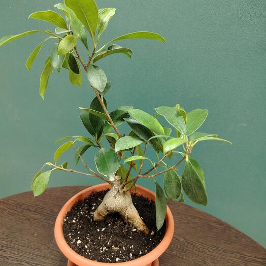 Фикус Бонсай ( микрокарпа)