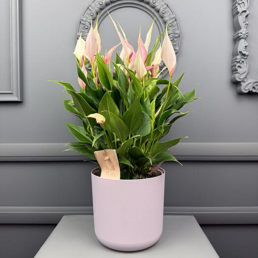 Антуриум Лили в кашпо D 14 Высота 35 см