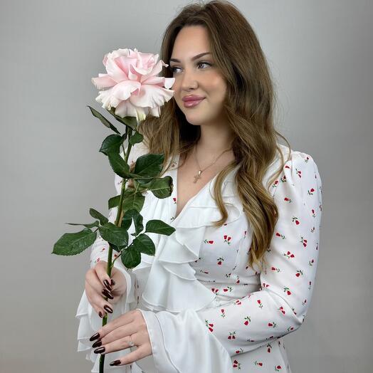 Розовая французская роза Pink Mondial (Пинк Мондиаль). N1